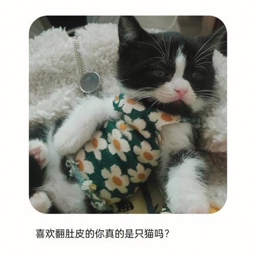 坐享其成真的是属狗人一生无法摆脱的吗