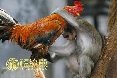 猴和鸡婚姻相配
