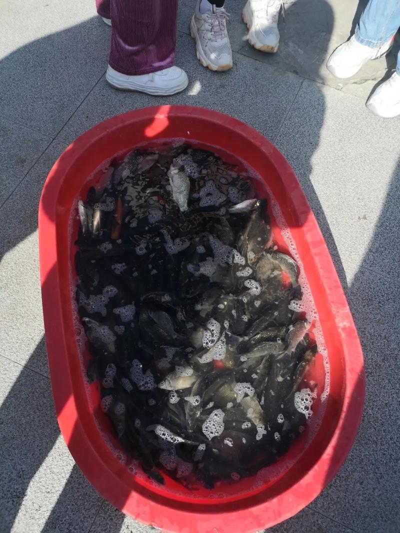 梦见放生的鱼回来