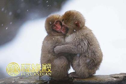 猴的配偶属什么最合适