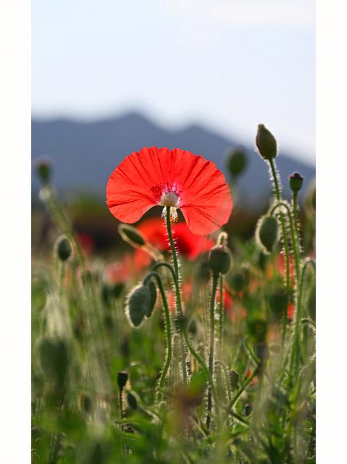 【虞美人花语】虞美人花语是什么
