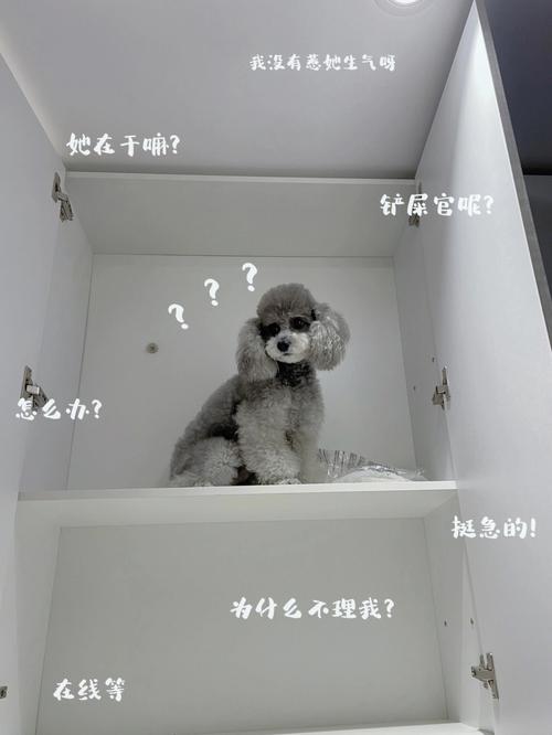 做错就道歉，但下次还敢的生肖