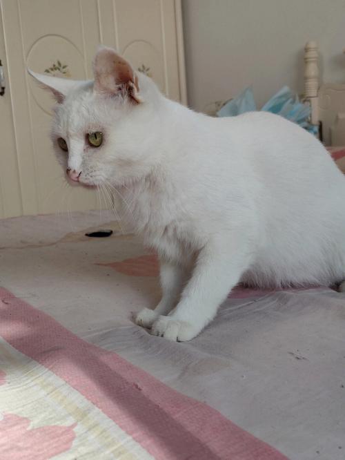 属鼠的人适合养猫吗