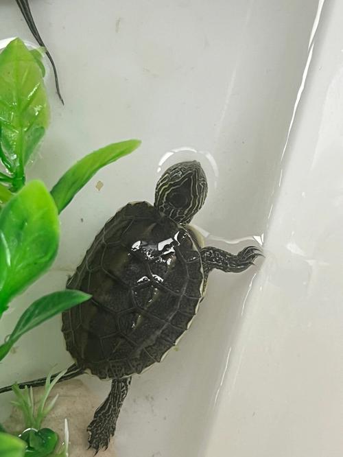 什么人适合养龟在家里