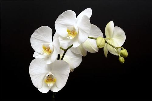 抽签兰花命是什么意思