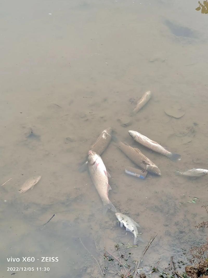 梦见鱼塘里好多鱼要死是什么意思