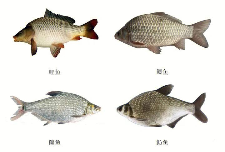 常吃的鱼名字和图片