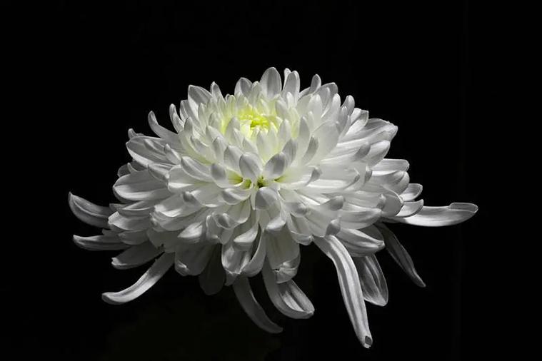 白菊花代表什么意思,高贵/哀思/清纯/看清真相等