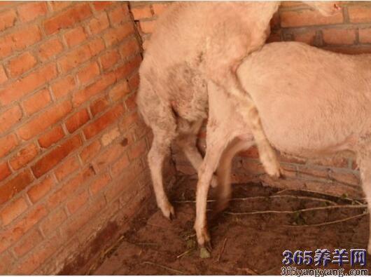梦见羊交配是什么意思