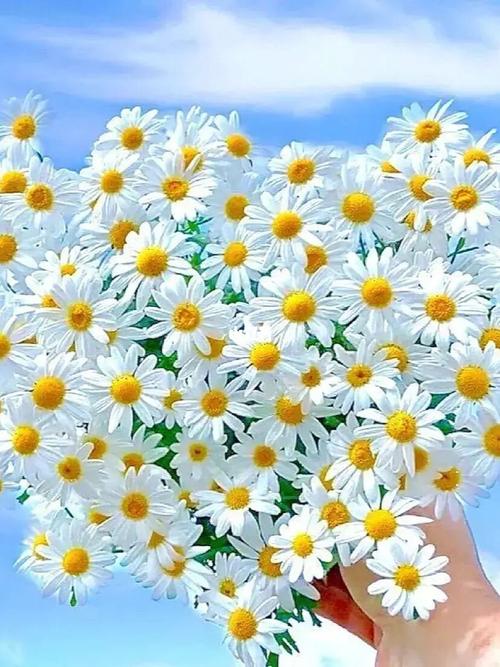 雏菊的花语和寓意