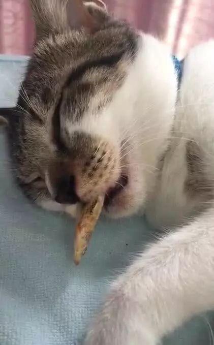 梦见鱼被猫偷吃了