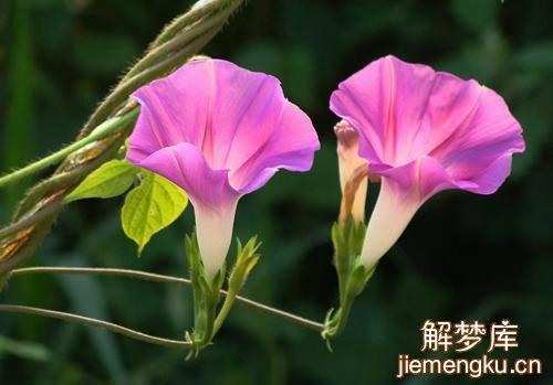周公解梦破解 孕妇梦见牵牛花