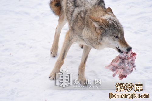 梦见拿刀砍狼屁股