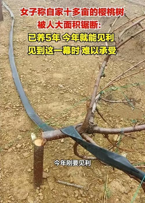 梦见锯倒树砸死人