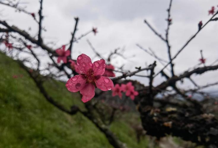 科普:男女之事为什么叫桃花运而不是叫菊花运