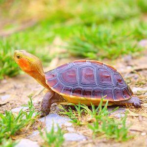办公室养风水龟有什么讲究?办公室乌龟应该怎么养?