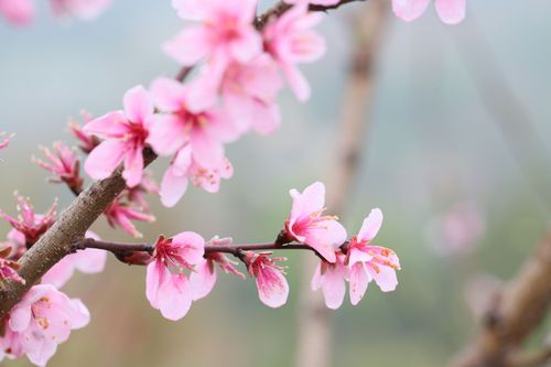 好运来袭桃花暴增