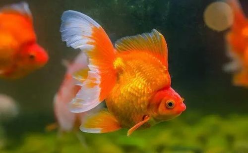梦见自己养的金鱼死了是什么意思