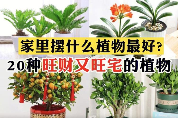 大门口两边最旺宅的植物