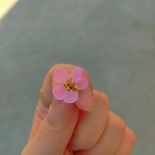 孕妇梦见摘花给别人
