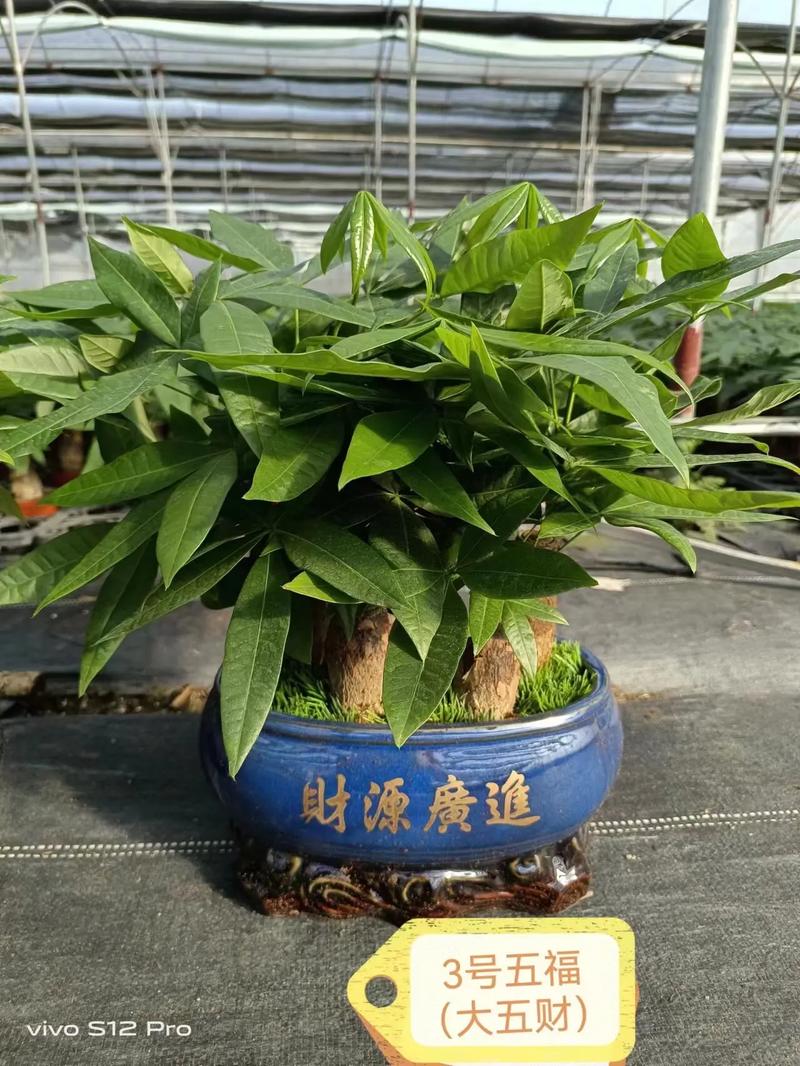风水植物之发财树的摆放讲究
