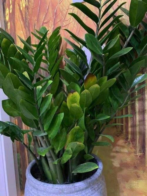 家中这3种植物最有益能招财