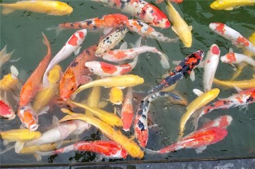 梦见抓好多小鱼