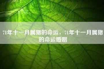 2019年属猪人11月结婚好不好,11月结婚吉日
