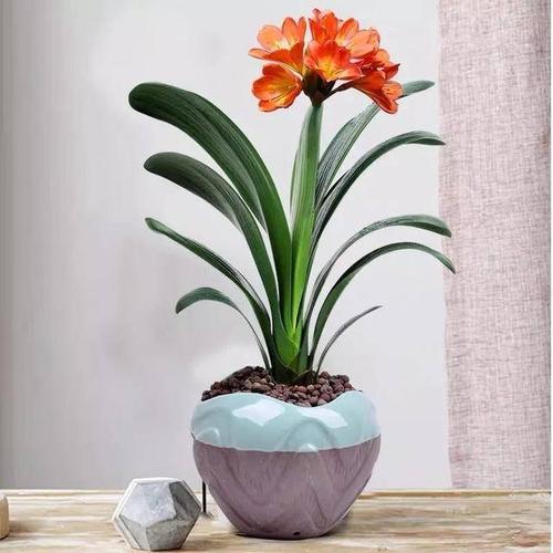 属狗的2021财运花是什么植物