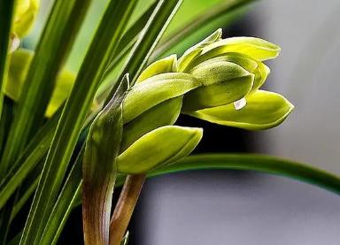 属羊的人2021年财运花是什么植物