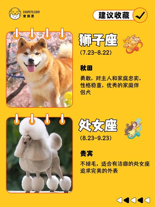 十二星座最适合家庭主妇