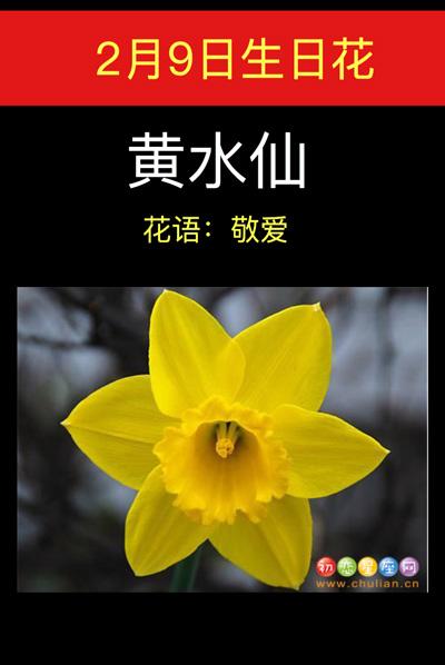 2月9生日花:黄水仙,生日花语敬爱