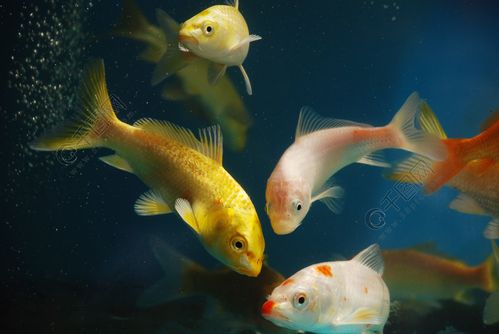 梦见金色的鱼在水里游