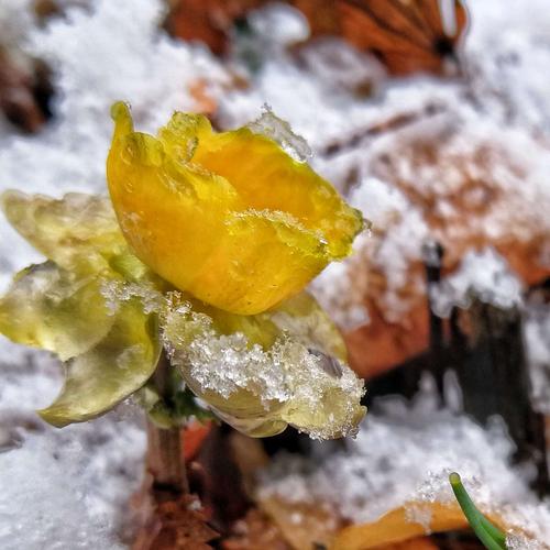 冰凌花的花语:无私的爱、勇敢的爱