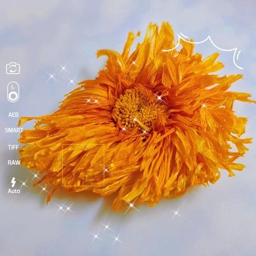 梦见金盏菊周公解梦,梦见金盏菊是什么意思?
