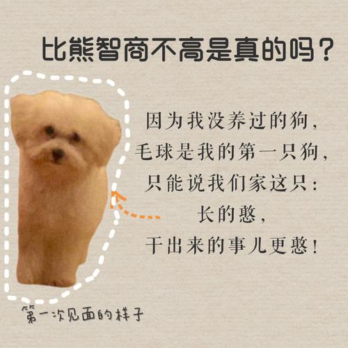 属狗女什么情况下智商降为零