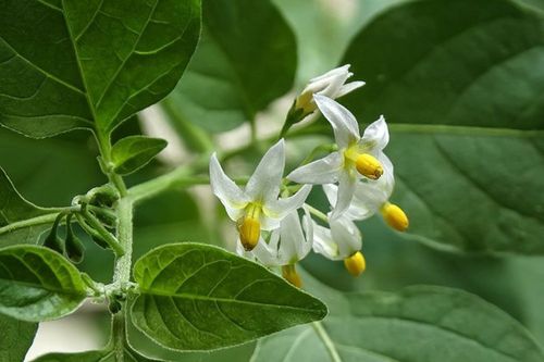 龙葵花如何栽培以及分布范围