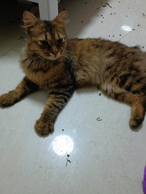 梦见捡到一只猫是什么意思