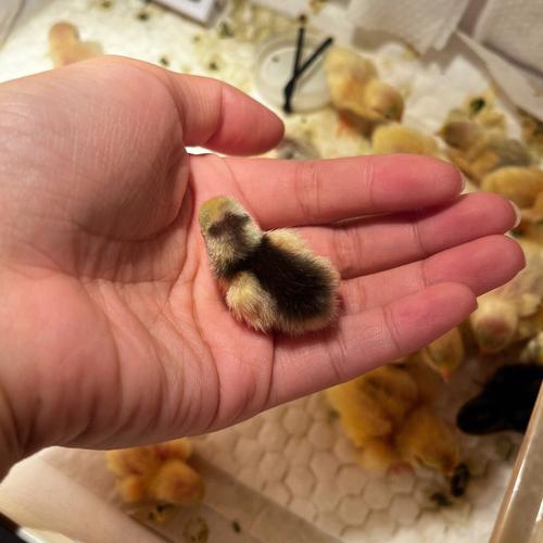 梦见火鸡生小鸡是什么意思