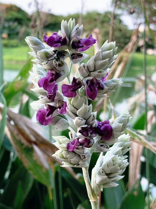 不常见的花:再力花的花语是什么?