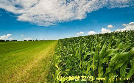 梦见玉米、玉米地