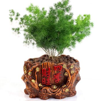 生肖猴如何巧用植物旺财运