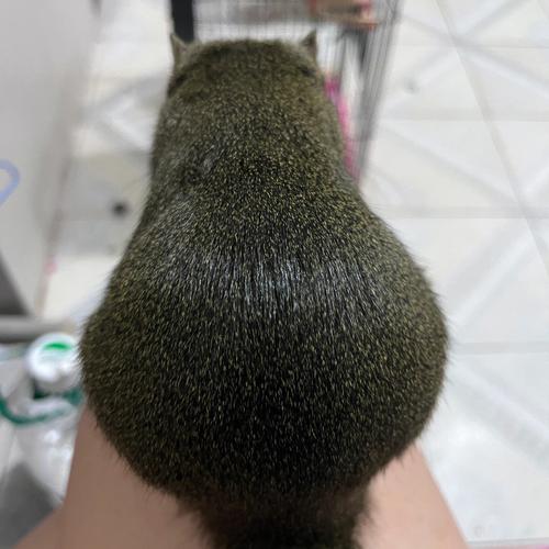 梦见松鼠咬我屁股是什么意思