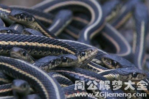 梦见一大堆蛇在家中