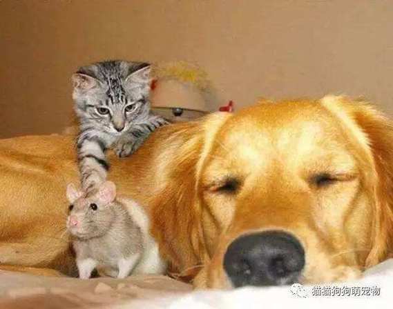属鼠回家先摸猫还是先摸狗