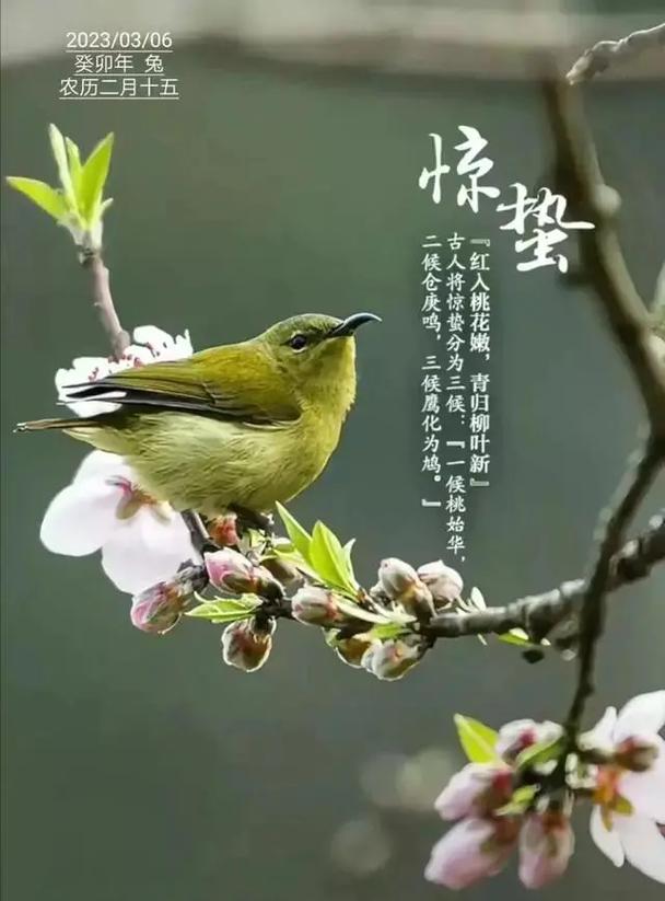 农历2023年二月十五出生的女宝宝好吗,五行旺缺查询