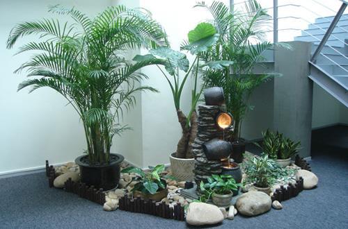 走廊放什么植物好?宜风水又宜空气