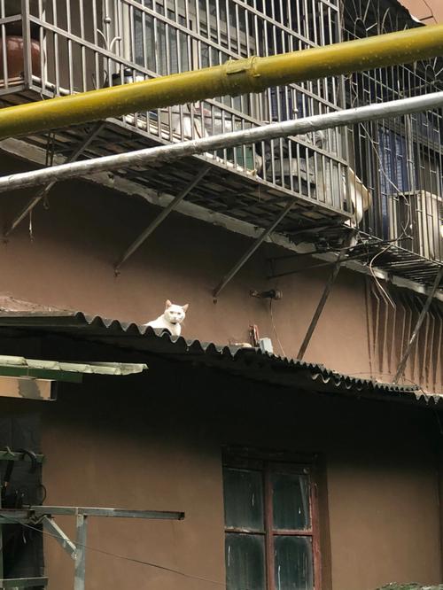 梦见猫跑到葬礼上