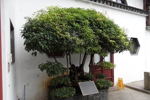 院子里种什么树风水好?宅院适合种什么风水树
