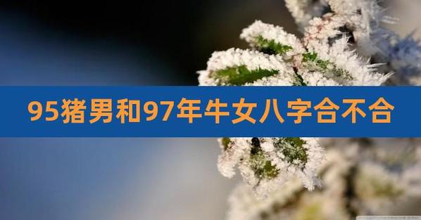 95猪男配97牛女是几合婚姻